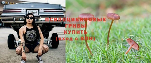 шишки Абаза